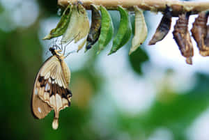 Butterfly Aesthetic-bilder — MacBook Pro M4 Bakgrunner