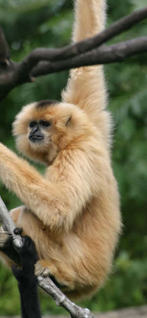 Iphone Xs Max Gibbon Bakgrunn — Samsung Galaxy S22 Bakgrunner