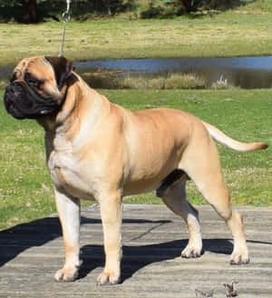 Bulldog-bilder — Honor Magic V Flip 2 Bakgrunner