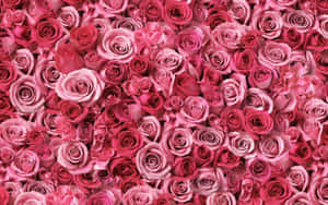 Rosa blomsterbakgrunn