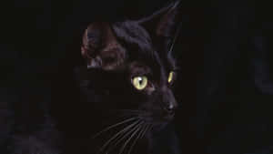 Bilder av svarte katter — Cat Noir Bakgrunner