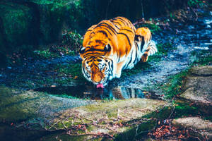 Bakgrunnsbilde av tiger som drikker vann på gjørmete mark
