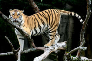 Tigerbilder — Tiger Bakgrunner