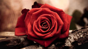 Rosebilder — Rose Bakgrunner