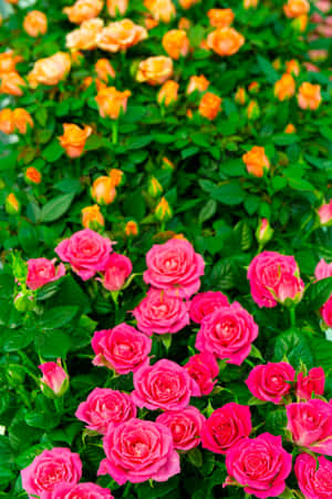 Vakre blomsterbilder