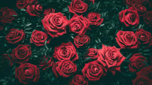 Vakre blomsterbilder