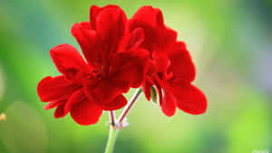 Vakre blomsterbilder