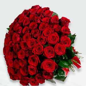 Roseblomst bilder — Roseblomst Bakgrunner