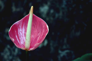 Vakker rosa anthuriumblomst bakgrunnsbilde.
