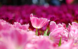 Rosa blomsterbakgrunn