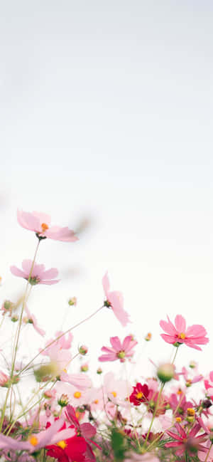 Rosa blomst bakgrunn