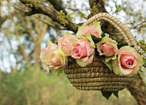 Roseblomst bilder — Roseblomst Bakgrunner