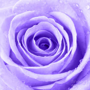 Roseblomstbilder — Roseblomst Bakgrunner