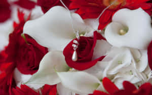 Rosebilder — Rose Bakgrunner