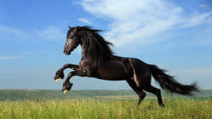 Hest bakgrunn — Hest Bakgrunner