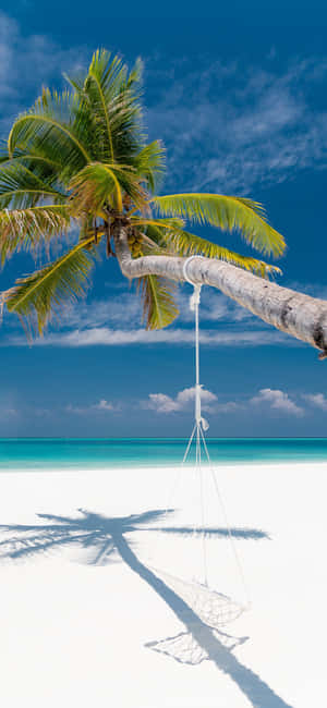 1290x2796 — Fairphone 5 Bakgrunner