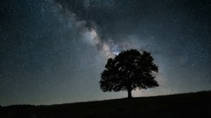 Et minimalistisk nattlandskap med et tre og stjernehimmel, perfekt for et rolig bakgrunnsbilde.