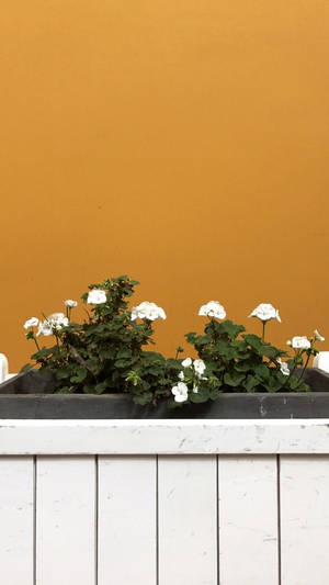 Estetisk hvit blomsterkasse — Blomst Bakgrunner
