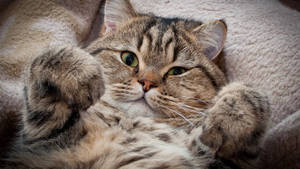Estetisk katt med fluffy pels — Estetisk katt Bakgrunner