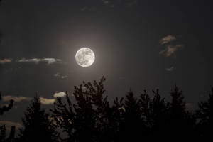 Estetisk måne i stille natt — Månenatt Himmel Bakgrunner