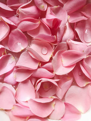 Estetisk rosa kronbladrose — Rose Aesthetic Bakgrunner
