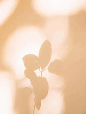 Beige estetiske bilder — Beige estetikk GIF Bakgrunner