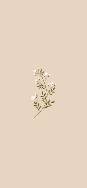 Estetisk beige bakgrunn — Estetisk beige Bakgrunner
