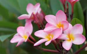 Vakre blomsterbilder