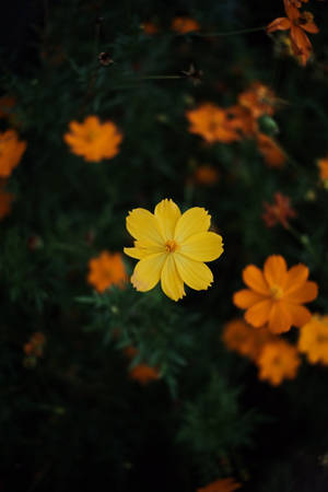 Kosmiske blomster dempet — Huawei MatePad Bakgrunner