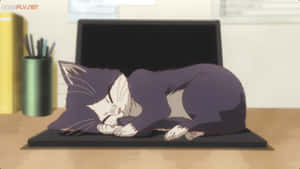 Et hjertevarmt øyeblikk av en mann som slapper av og leser med katten sin i en fredelig innendørs setting. — Animekatt Bakgrunner