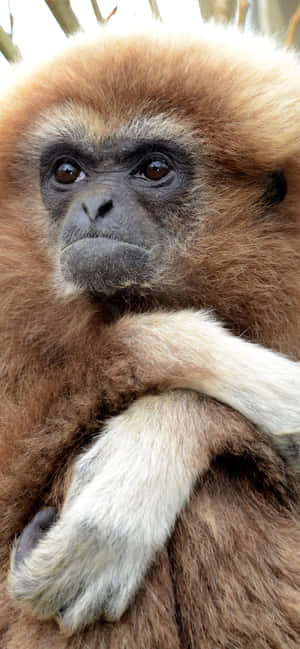 Iphone Xs Max Gibbon Bakgrunn — iPhone 11 Bakgrunner