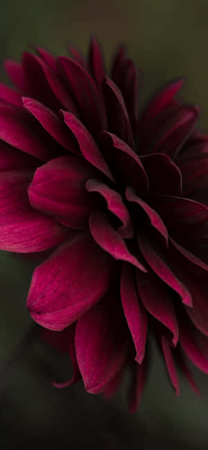 Burgundy Flower — iPhone 14 Pro Bakgrunner