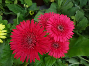 Vakre blomsterbilder