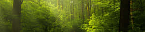 4k Naturbakgrunn — 4K natur Bakgrunner