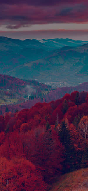 Red Tree — iPhone 11 Pro Bakgrunner