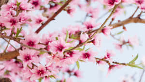 1366x768 Blomsterbakgrunn — Kirsebærblomst Bakgrunner