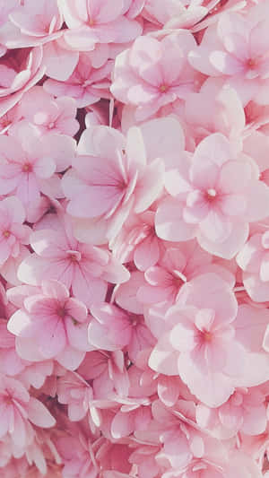 Rosa Blomster