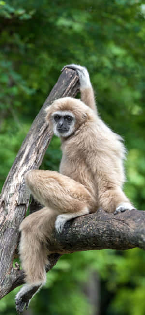 Iphone Xs Max Gibbon Bakgrunn — Huawei Pura 90s Pro Bakgrunner