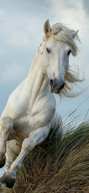 Beautiful Horse iPhone — Xiaomi 18 Pro Bakgrunner