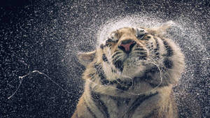 Fantastisk HD-tiger — Tiger Bakgrunner