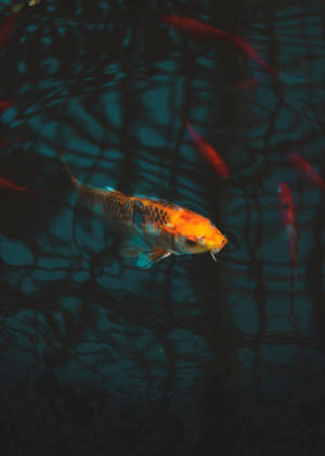 Koi-fisk i akvariet bakgrunnsbilde — OnePlus Pad Bakgrunner