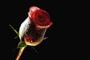 Fengslende blomsterprakt: Vakker blomsterbakgrunn
