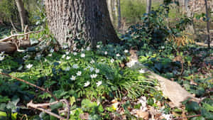 Fengslende Cottagecore-estetikk med livlige blomster og frodig grønt rundt en koselig hytte — Cottagecore estetikk Bakgrunner