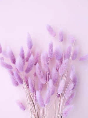 Lavendel pastelllilla estetisk bakgrunn — Lavendel estetikk Bakgrunner