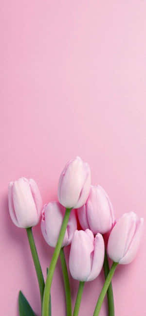 Pastellrosa bakgrunn — Pastellrosa Bakgrunner