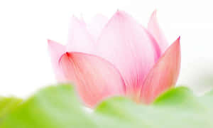 Fengslende rosa lotusblomst — Lotusblomst Bakgrunner
