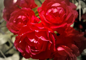 Gratis lagerfoto av kjærlighet i blomst — Roseblomst Bakgrunner