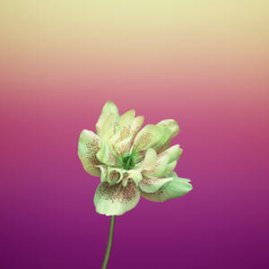 Fiolett Helleborus Orientalis epleblomst — 1:1 Bakgrunner