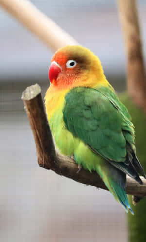 Bird Iphone — Tecno Megapad Bakgrunner