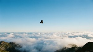 En himmelutsikt fra en fjelltopp med et hav av skyer og en hauk. — Himmelutsikt Bakgrunner